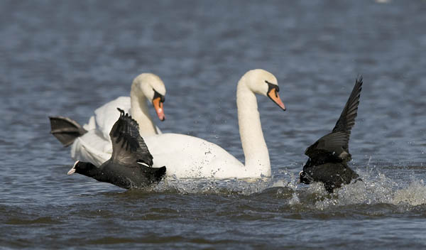 Nokikana, Eurasian Coot, Fulica atra
